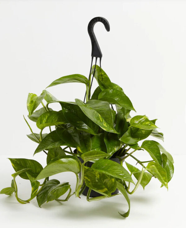 Epipremnum Aureum “Golden Pothos”