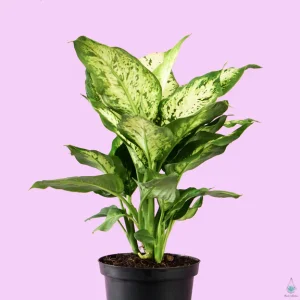 Dieffenbachia "Perfection Compacta"